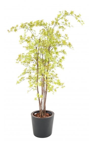 Artificial Aralia Tree 180cm UV