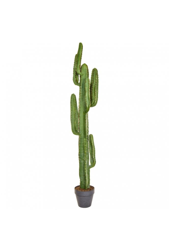Artificial Cactus in Urn Arrangement