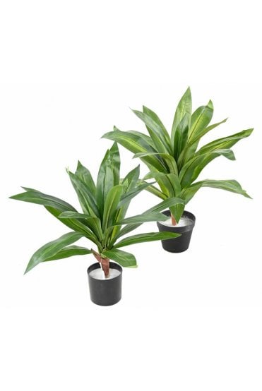 Artificial Dracaena Plant