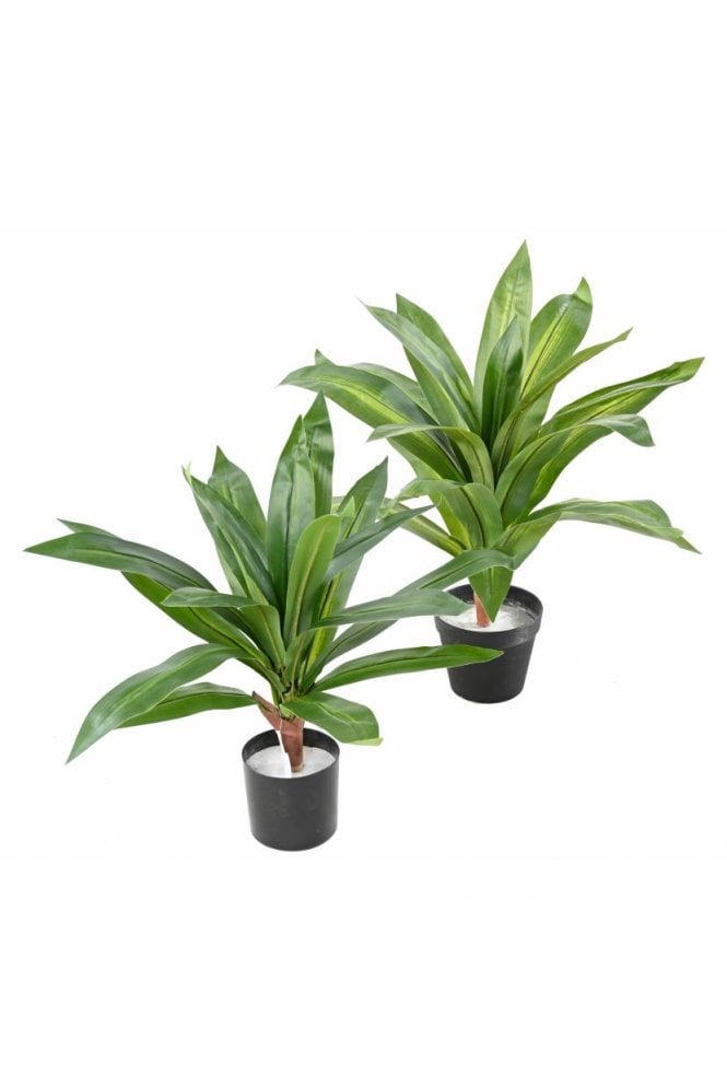 Artificial Dracaena Plant (55cm/65cm)