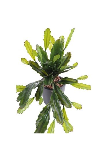 Artificial Epiphyllum Cactus Plant