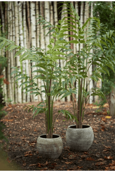 Artificial Leather Fern Tree 2 Size Options