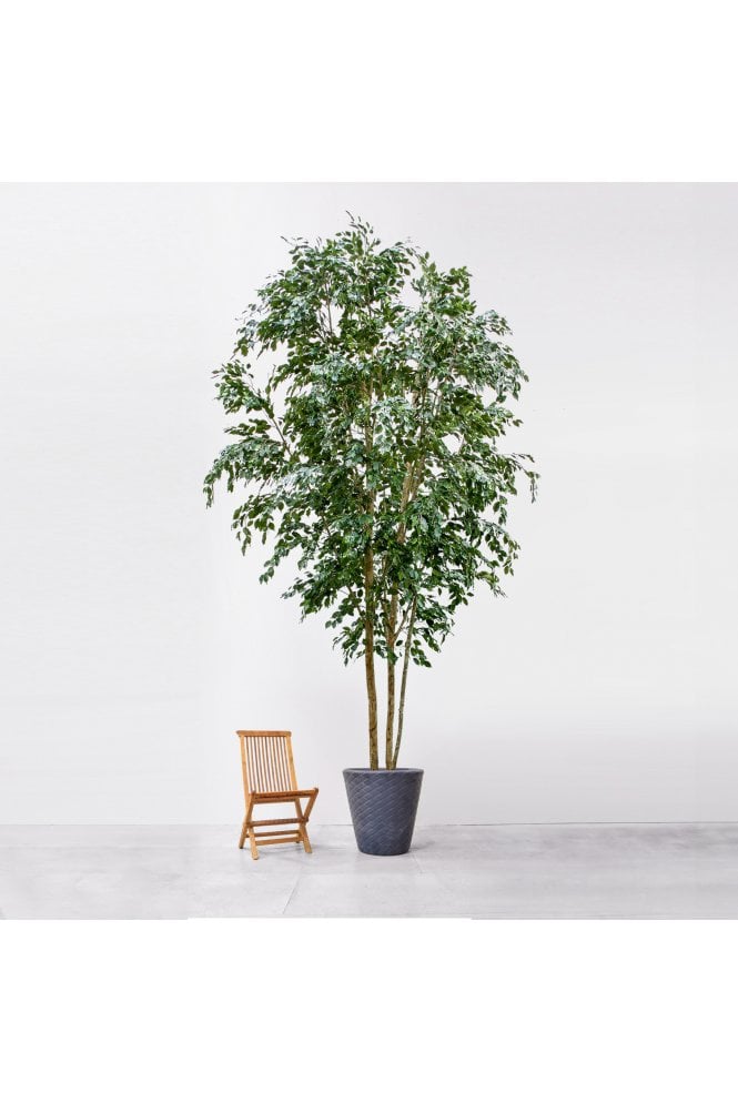 Artificial Ficus Exotica 5m