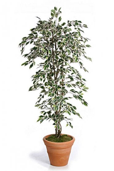 Artificial Ficus Tree Variegated - Standard