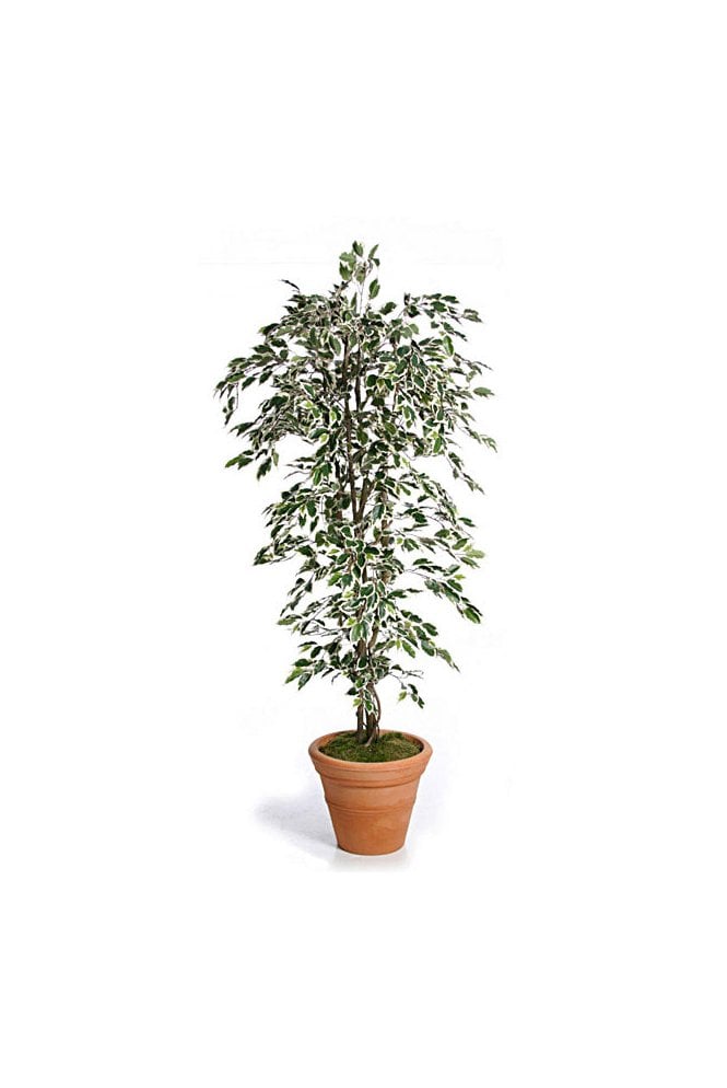 Artificial Ficus Tree Variegated 