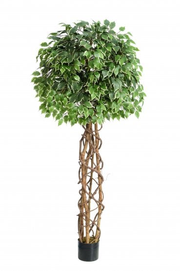 Artificial Ficus Variegated Twisted Trunk