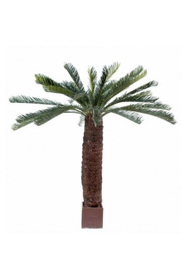 Artificial Giant Cycas