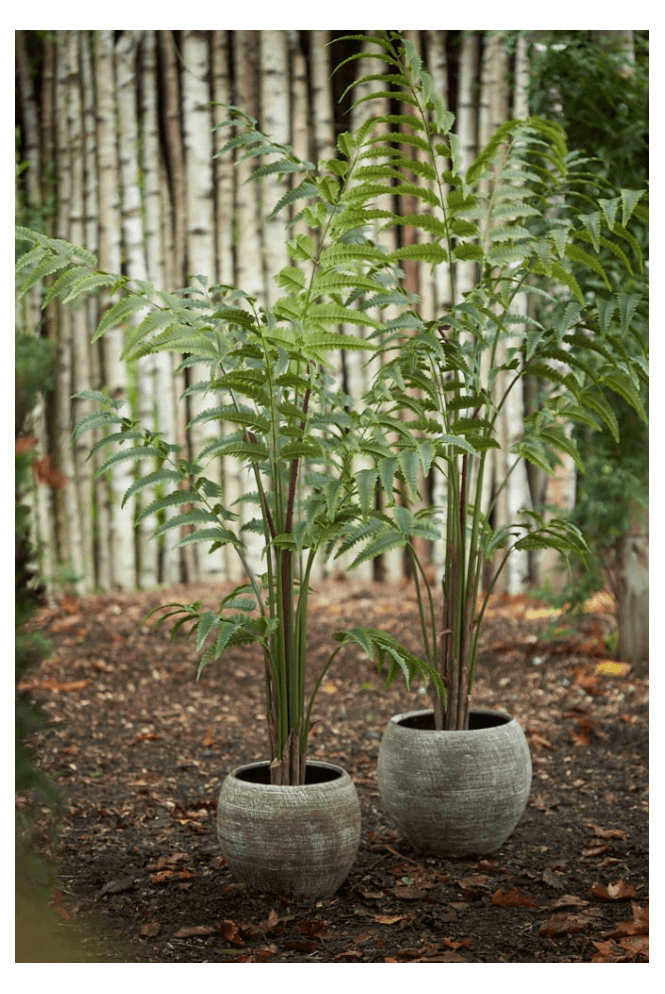 Artificial Fern Tree 1.5m & 1.8m