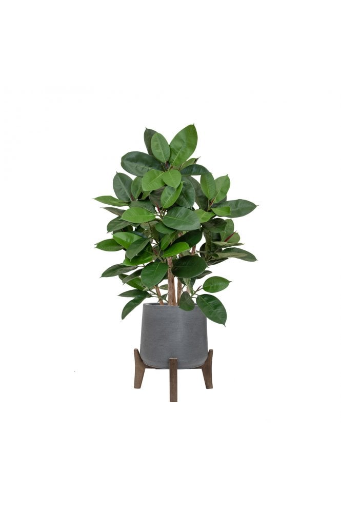 Artificial Mini Ficus Tree in Footed Planter