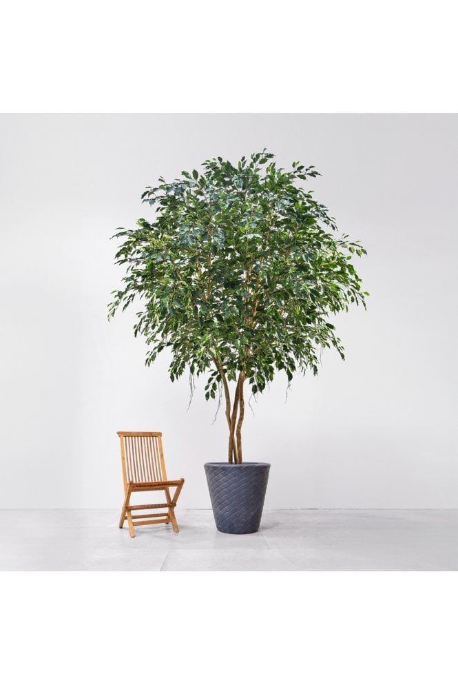 Artificial Natural Trunk Ficus Exotica 
