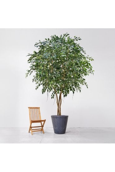 Artificial Natural Trunk Ficus Exotica 400cm 