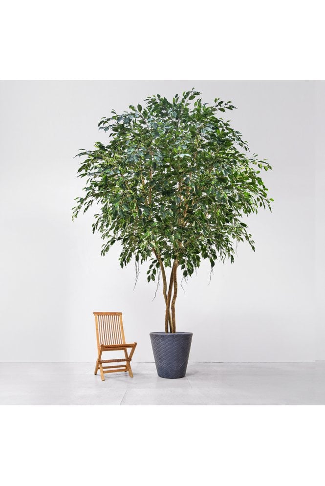 Artificial Natural Trunk Ficus Exotica 500cm 