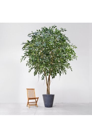 Artificial Natural Trunk Ficus Exotica 500cm 
