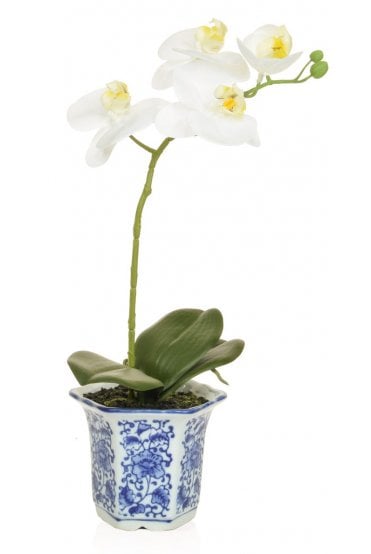 Artificial Orchid Display in Blue & White China Base