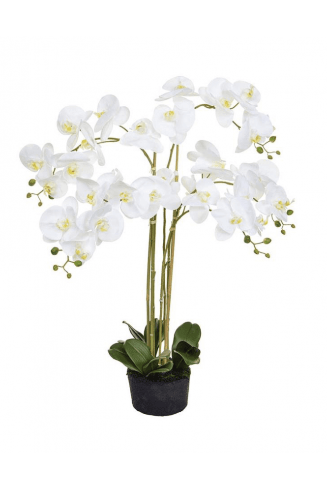 Artificial Phalaenopsis Orchid Moss Base