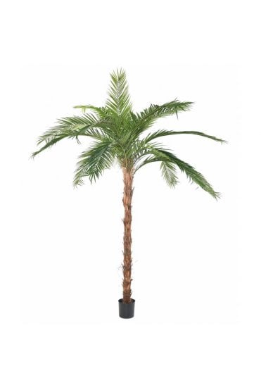 Artificial Giant Phoenix Palm 3.7m