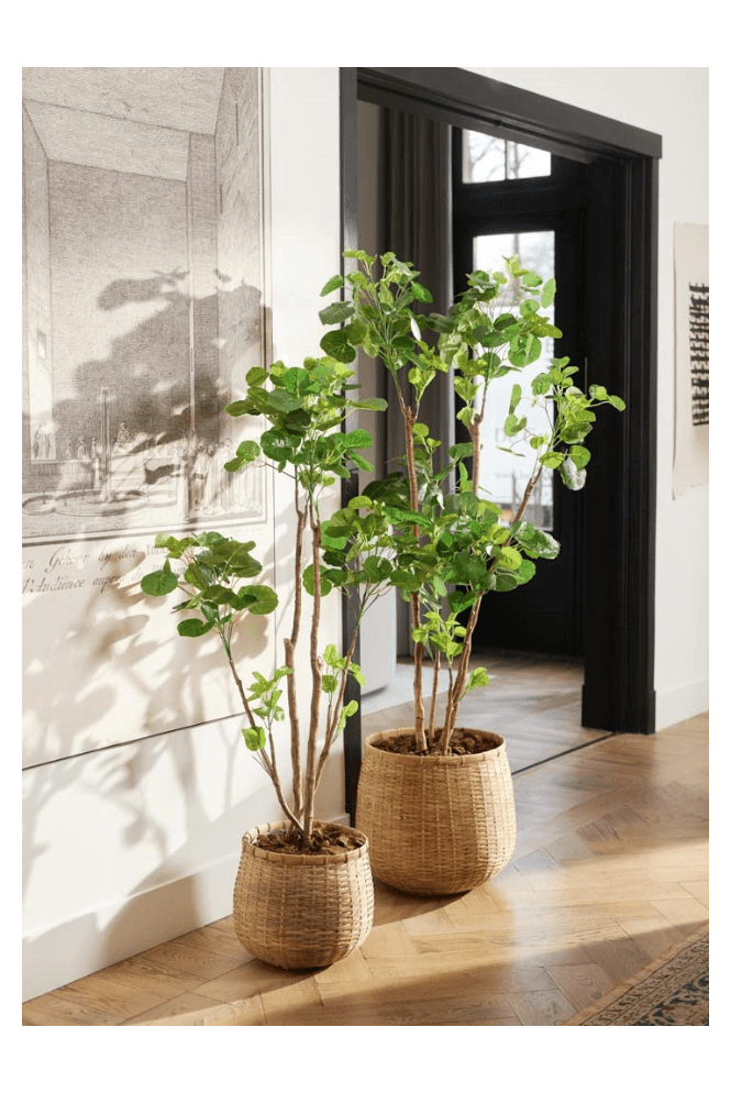 Artificial Polyscias Tree 160cm