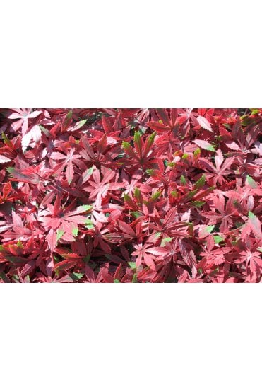 Artificial Living Wall Red Maple UV