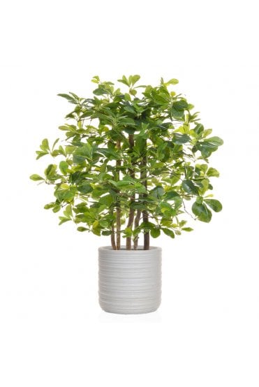 Artificial Schefflera Potted in Natural Look Ribbed Planter