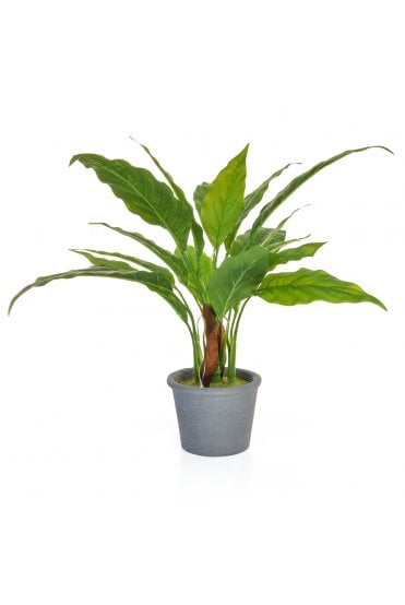 Artificial Spathiphyllum