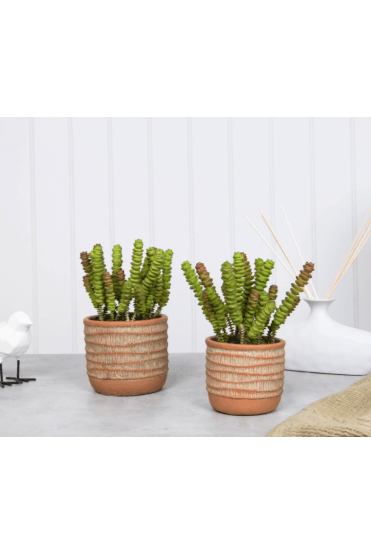 Artificial Succulent Plant Potted in Terracotta Base