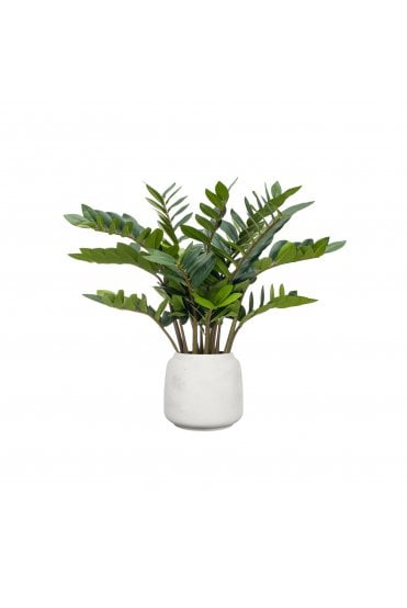 Artificial Zamio Zami in Cotswold Pot