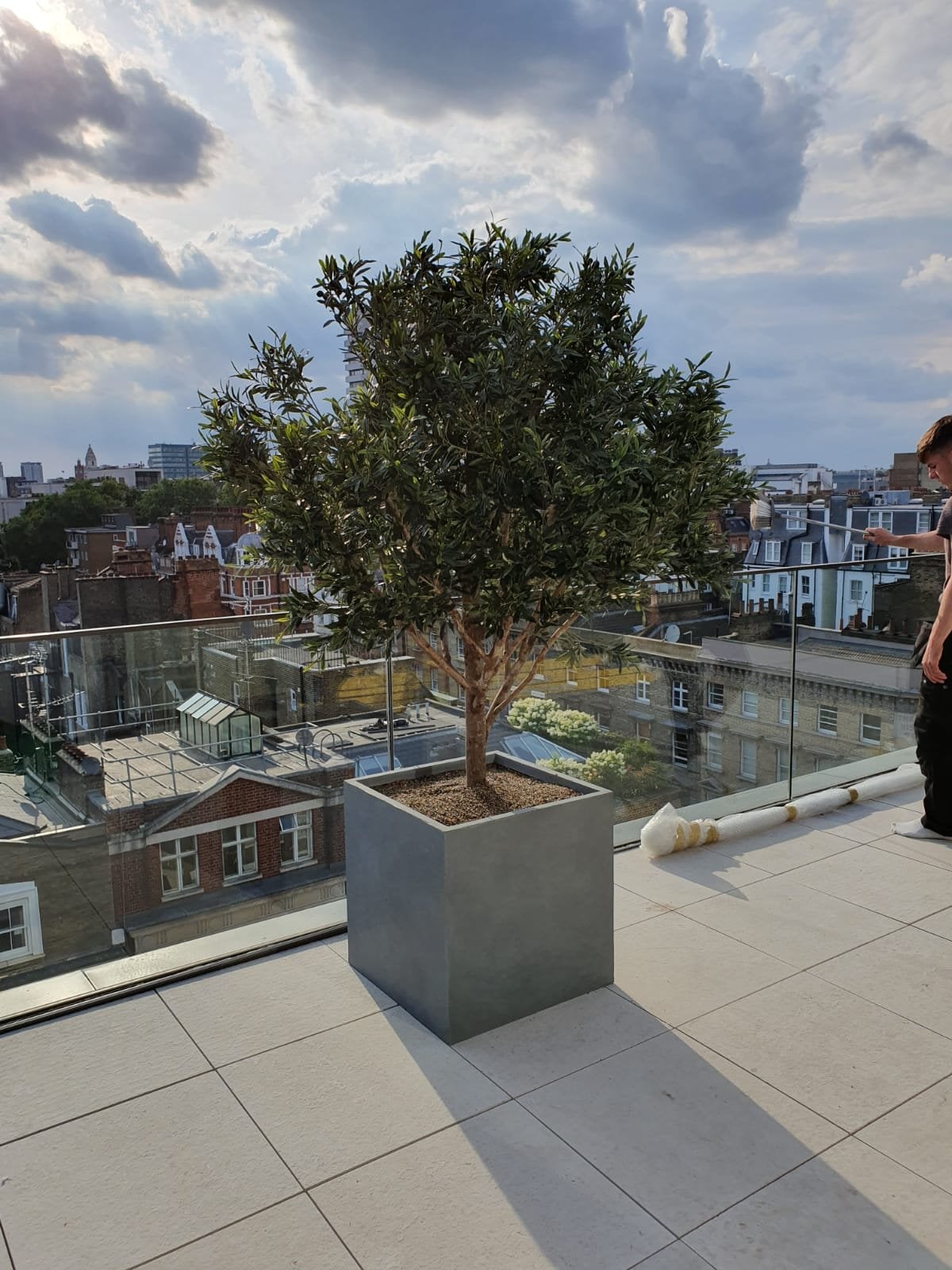 Artificial Olive Tree in Ribbed Square