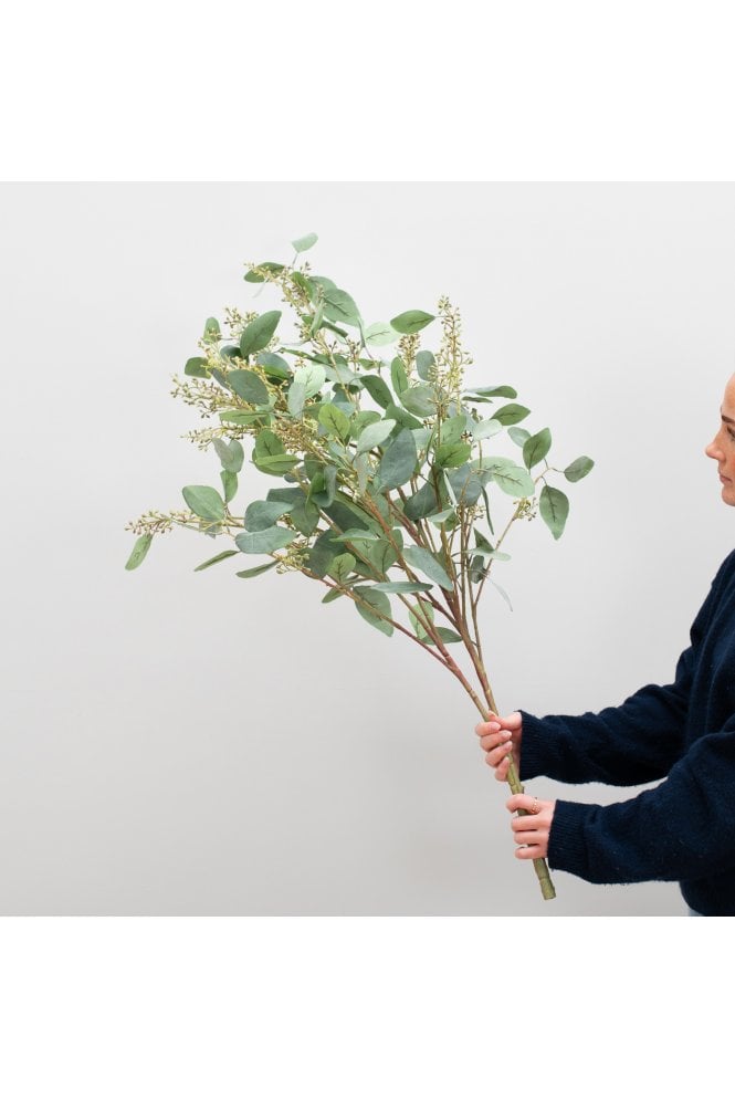 Eucalyptus in seed 115cm 