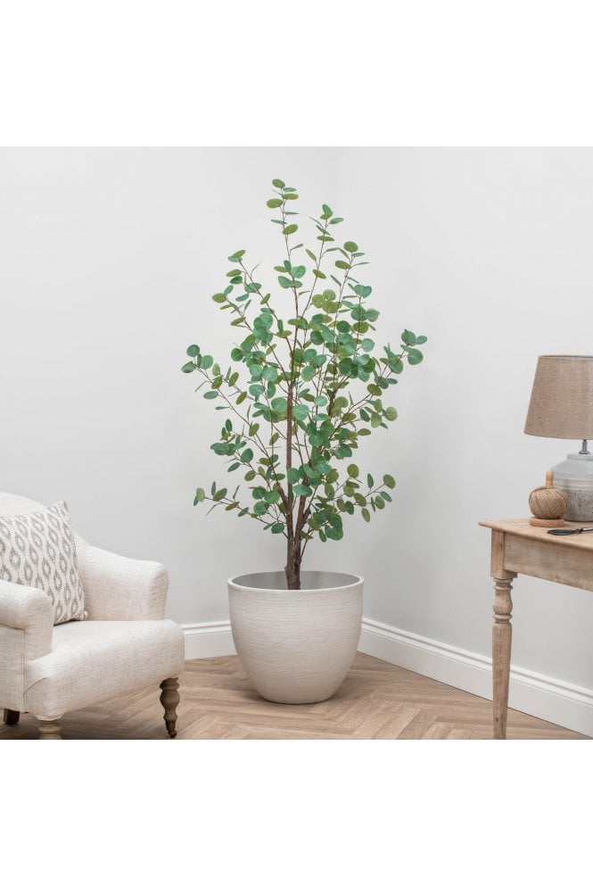 Eucalyptus Signature Collection