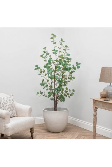 Eucalyptus Signature Collection