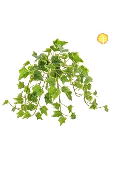 40cm UV Protected Ivy Green and Variegated