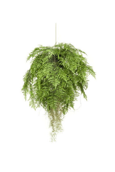 Hanging Fern Baskets
