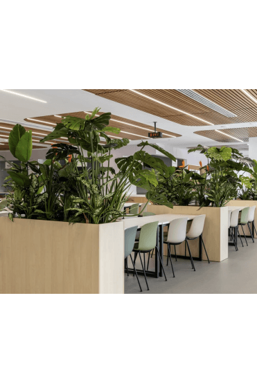 Monstera & Dieffenbachia Tropical Trough Filler