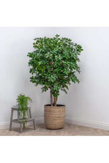 Natural Multi Trunk Black Olive 200cm