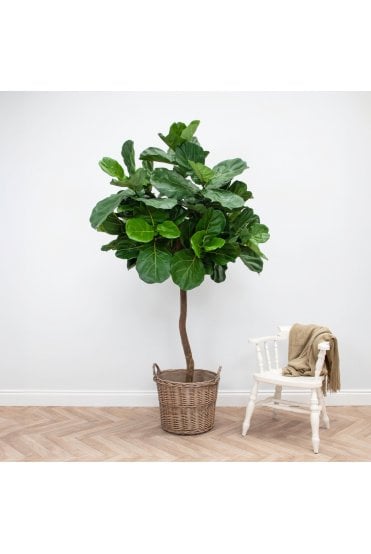 Natural Trunk Artificial Fiddle Tree 2.2m 