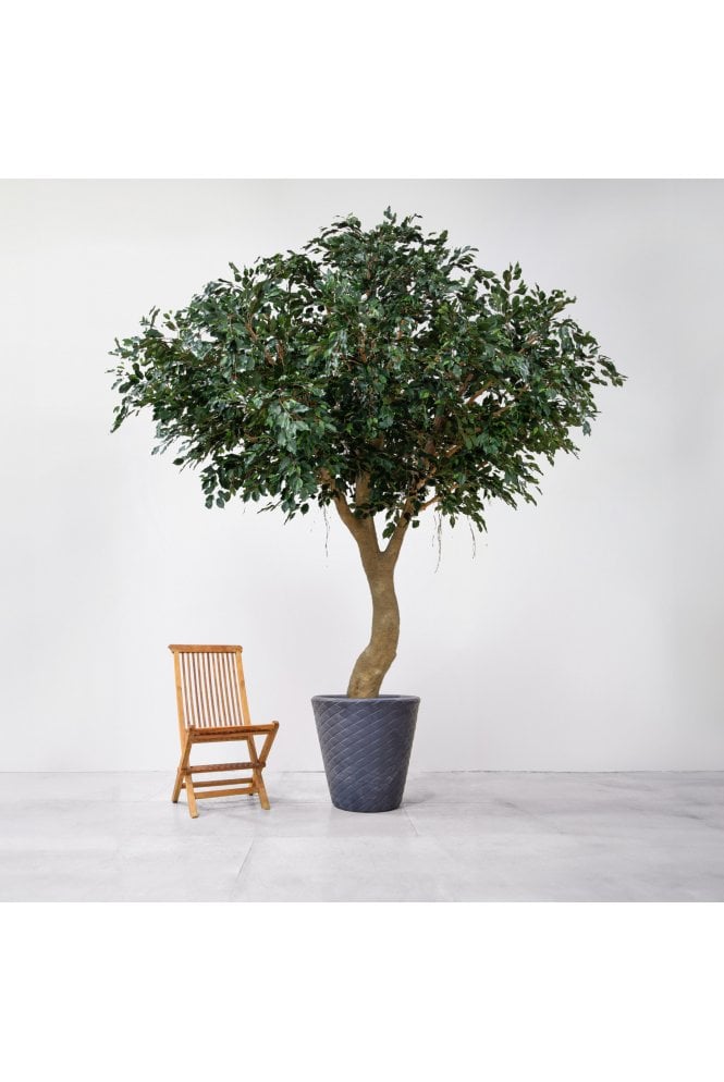 Natural Trunk Ficus Exotica 350cm 