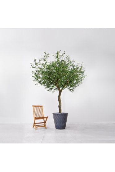 Natural Trunk Fruit Olive Tree 230cm 