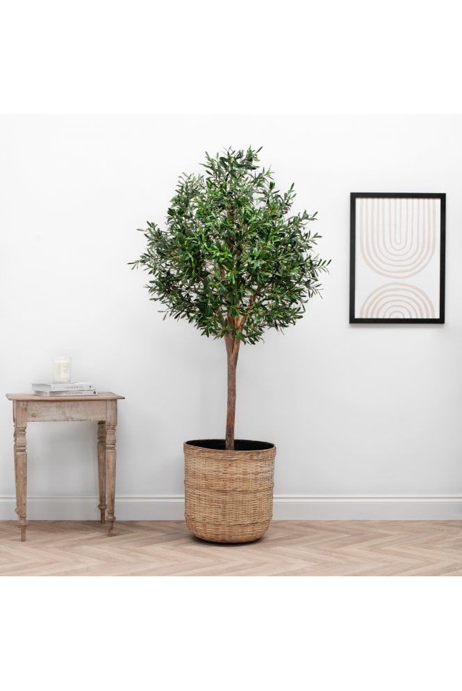 Natural Trunk Olive Tree 210cm 