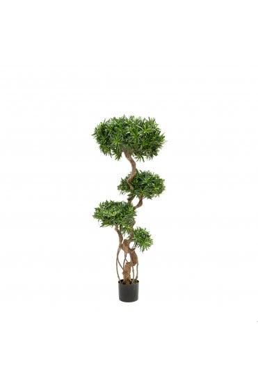Natural Trunk Podocarpus Tree 150cm 