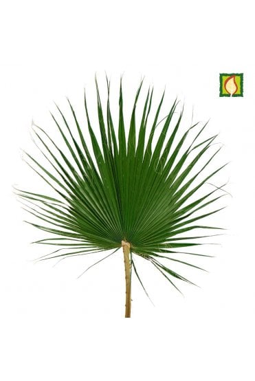 Preserved Washingtonia Palm Leaf