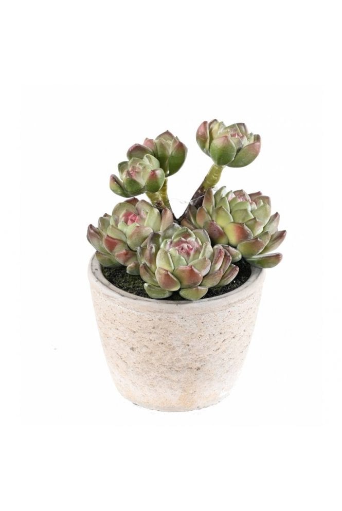 Potted Artificial Succulent Red Green - Pack of 3