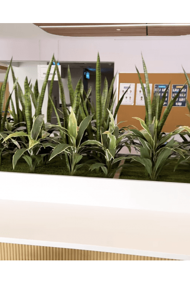 Sansevieria & Dracaena Variegata Trough Filler