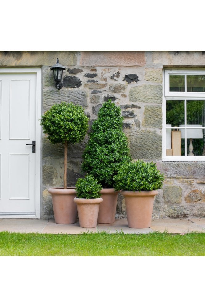 Set of 4 Potted Artificial Buxus Topiary in Terracotta Bases