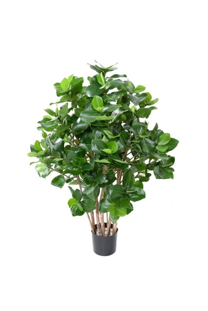 Artificial Clusia Plant
