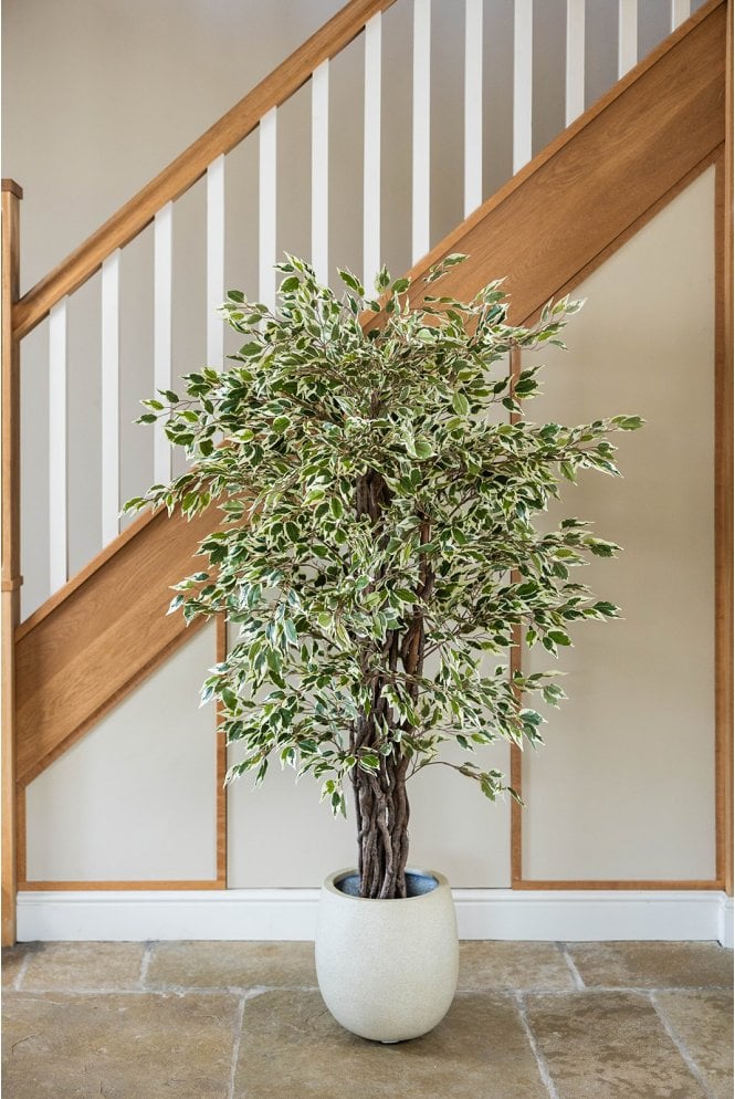 Artificial Ficus Liana Variegated 150cm