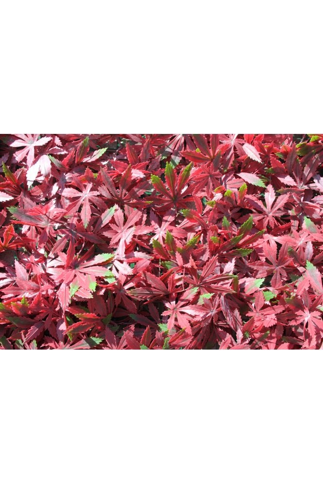 Artificial Red Acer Living Wall Panel