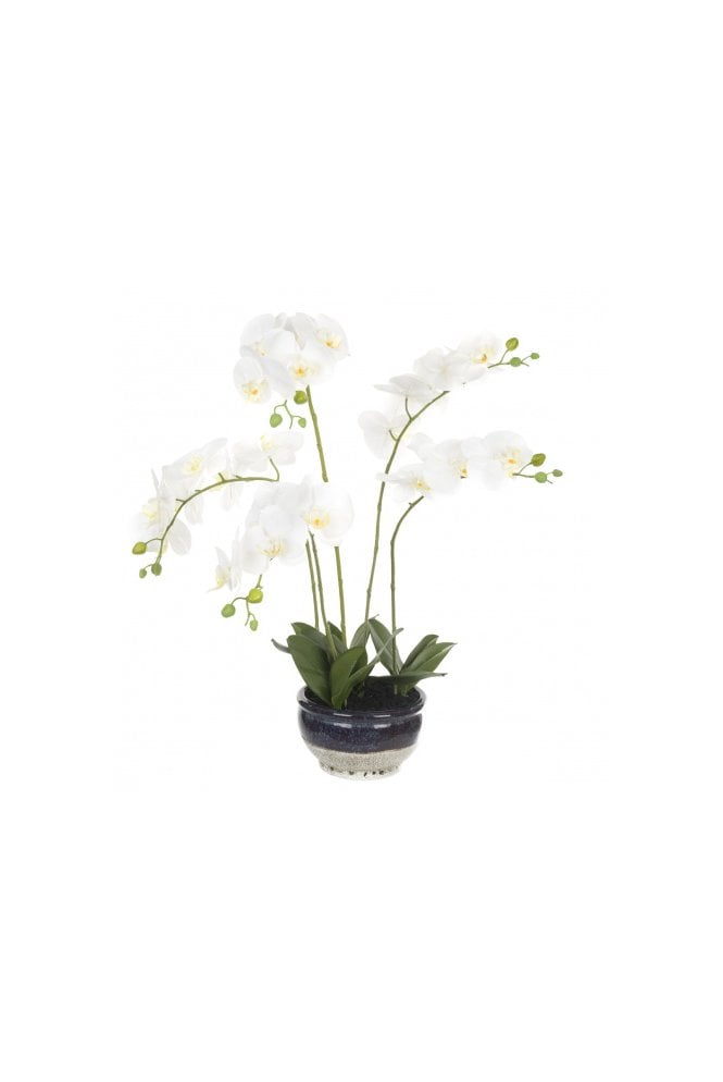 Artificial Orchid Display in Blue Base