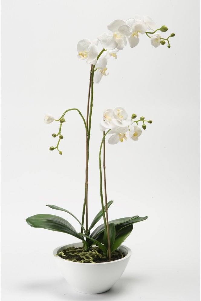 Artificial Orchid Display 77cm tall