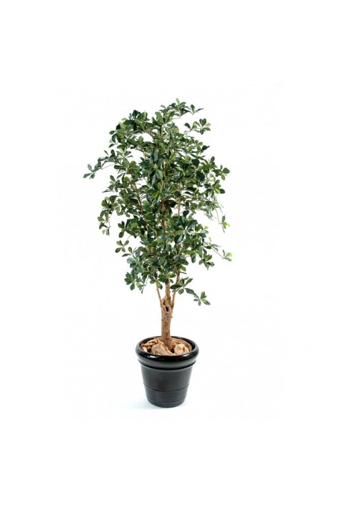 Artificial Oriental Ficus