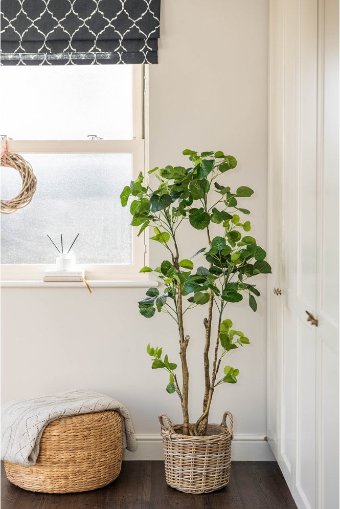 Artificial Polyscias Tree 135cm